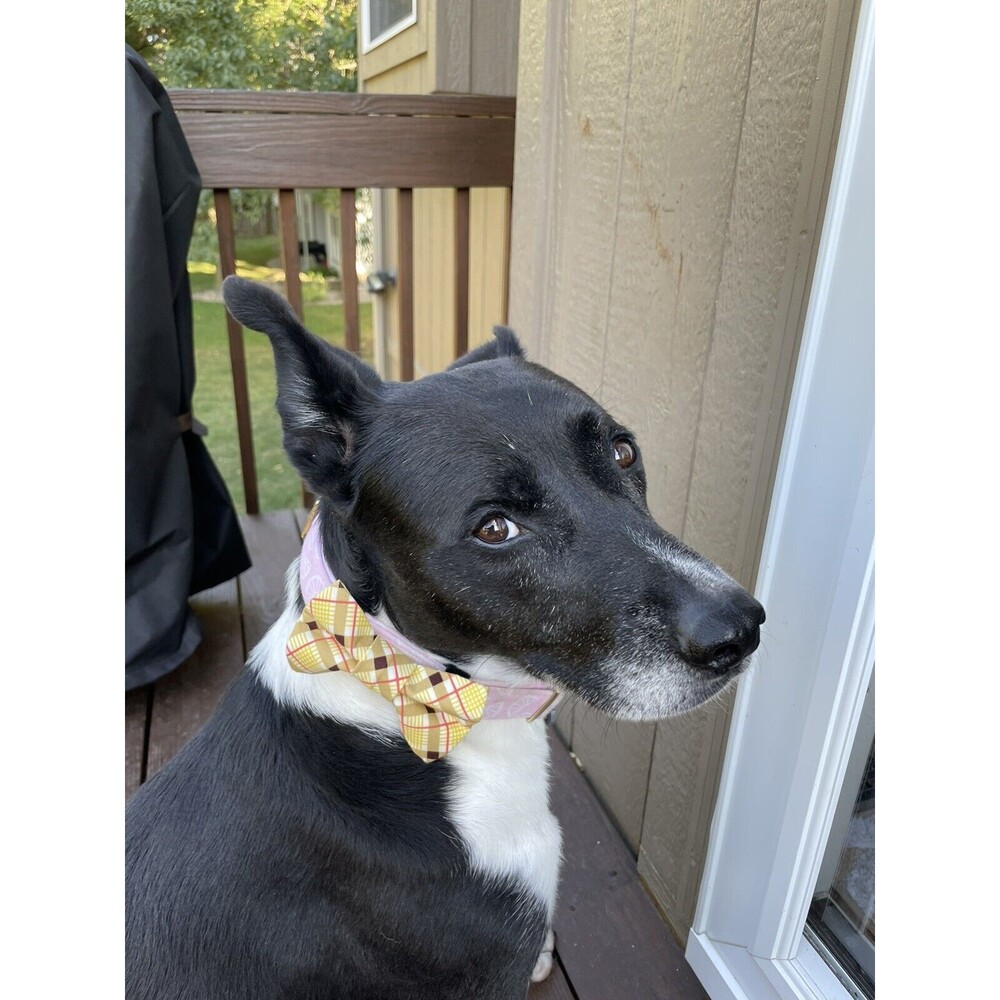 dog bow tie